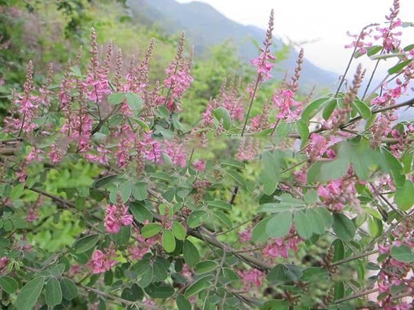 多花木兰种植与养护指南：从播种到管理的全程详解