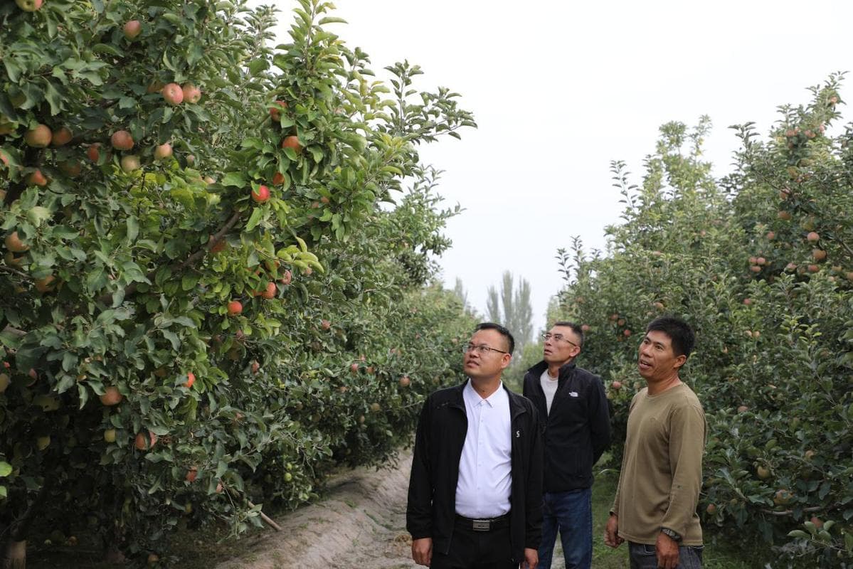 新疆阿拉尔市双城镇：深耕苹果产业 优培甜蜜果实