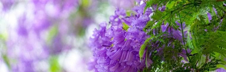 蓝花楹花语：从文化象征到生活应用的全面解读