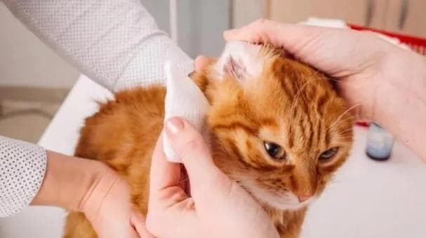 如何与猫咪建立友好关系（宠物猫咪的正确交往方法）