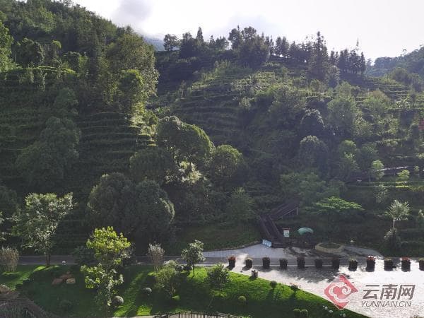云南省普洱茶产业如何实现高质量发展？