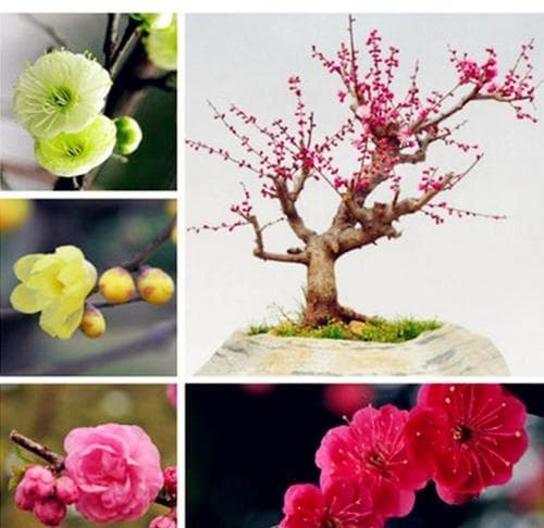 梅花的耐寒能力与低温适应性探析