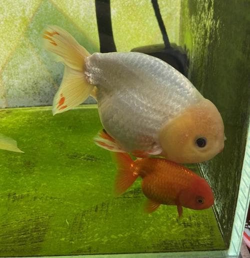 小金鱼眼睛为什么不眨眼？