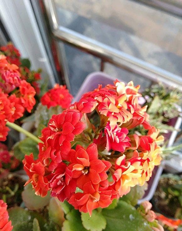 长寿花冬季施肥指南：磷钾肥助力花开爆盆