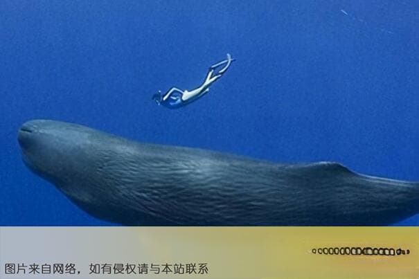 十大最大的海洋动物排名