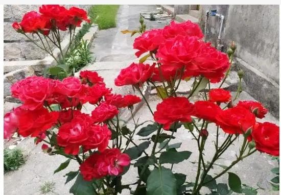玫瑰种植多久才会开花？花期多久？