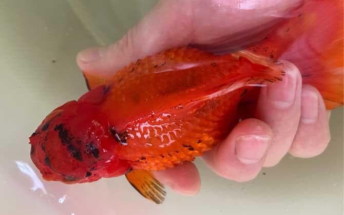 炸鳞病的病因、症状及防治方法