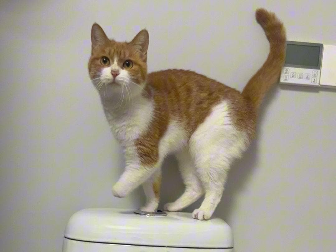 猫咪便血怎么办？八大原因及应对措施全解析
