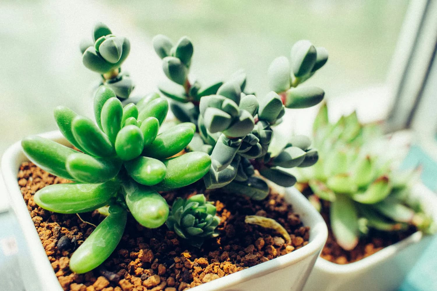多肉植物园艺疗法：都市生活中的绿色治愈力