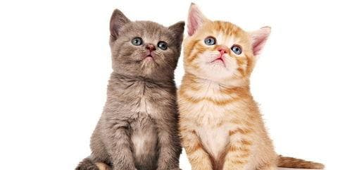 猫视角下的宠物世界探秘