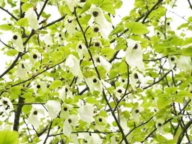 园林种植中价值很高的十大苗圃植物