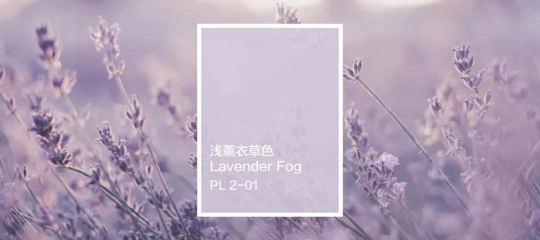 遇见色彩 | 浅薰衣草色，在淡淡花香中沉睡，用浪漫治愈心灵