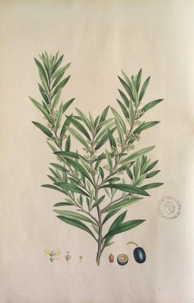 奥运会标志性植物及其古老科学渊源