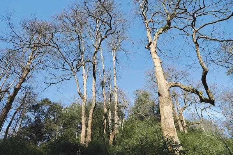 适地适树破解石漠化治理难题——以四川省威远县桤木种植为例