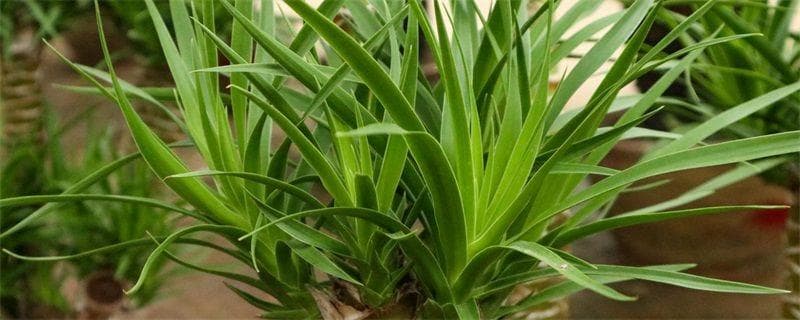 龙血树：流血之树的多重价值