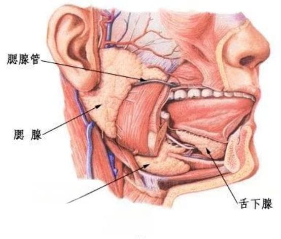 涎腺肿瘤的分类、组织学特征及最新WHO分类概述