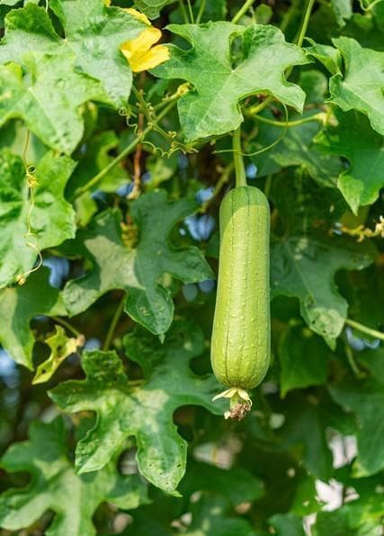 12种蔬菜自带“防虫盾”，传统种植农药用量极少
