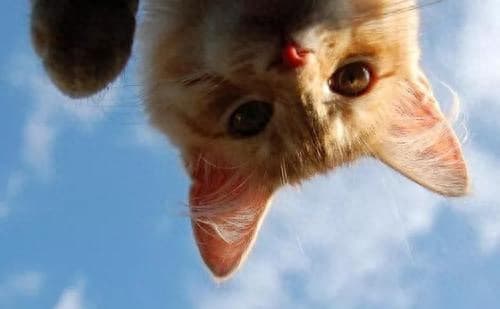 猫咪耳朵可不简单，这些你都了解吗？