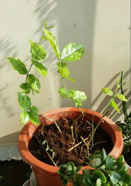 生死之间：百合花的象征意义与文化内涵