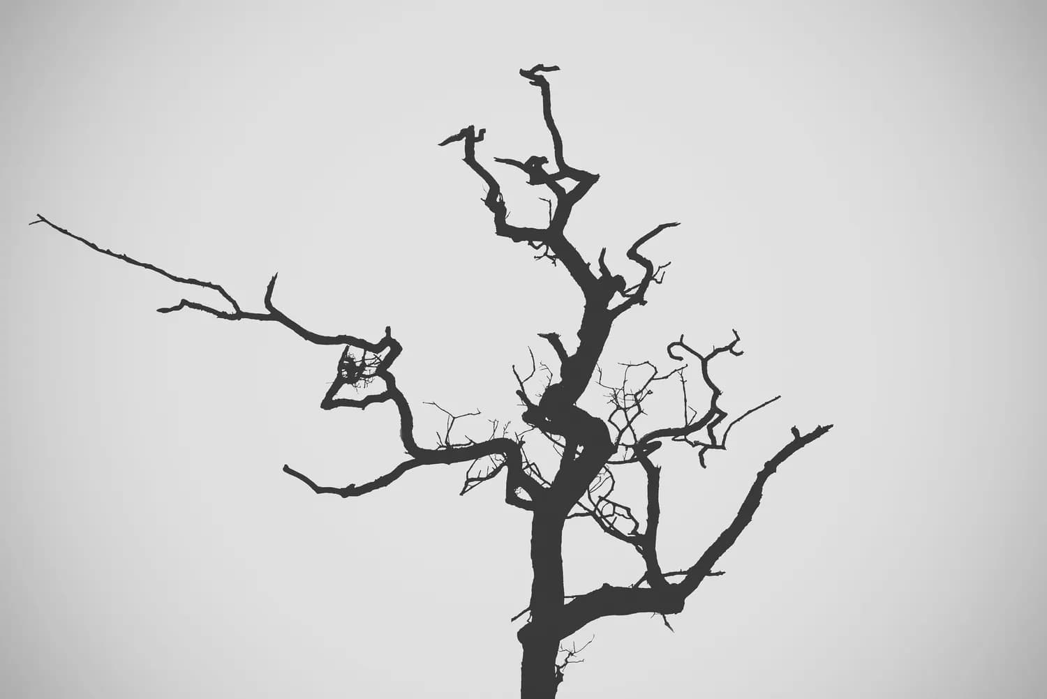 石荣禄教你画出诗意梅花