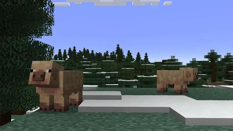 《Minecraft》2025年首次更新预告：新增寒带猪、温带猪等三项趣味内容
