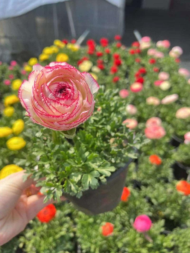 花毛茛夏天怎么贮藏