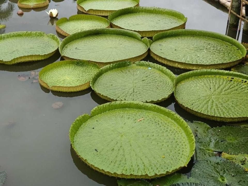 探索热带植物园的生态宝藏