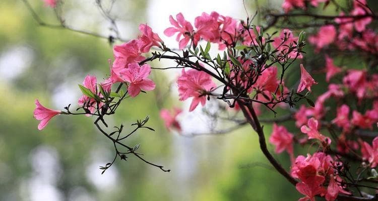 杜鹃花的象征意义与文化内涵