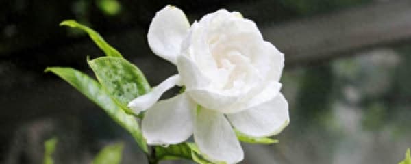 栀子花如何养护和管理（栀子花的栽培技术要点）