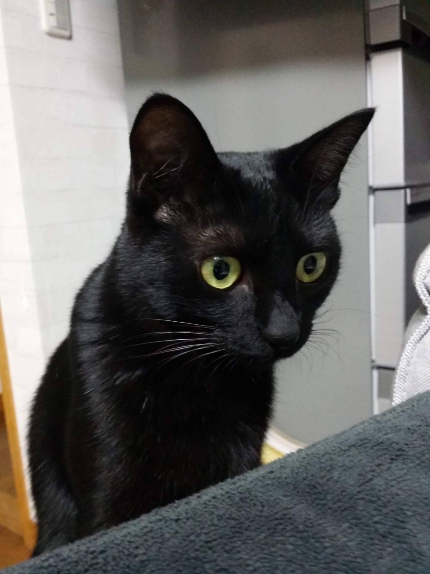 黑色猫咪品种介绍：黑猫的特征、性格及寿命与饲养技巧解析
