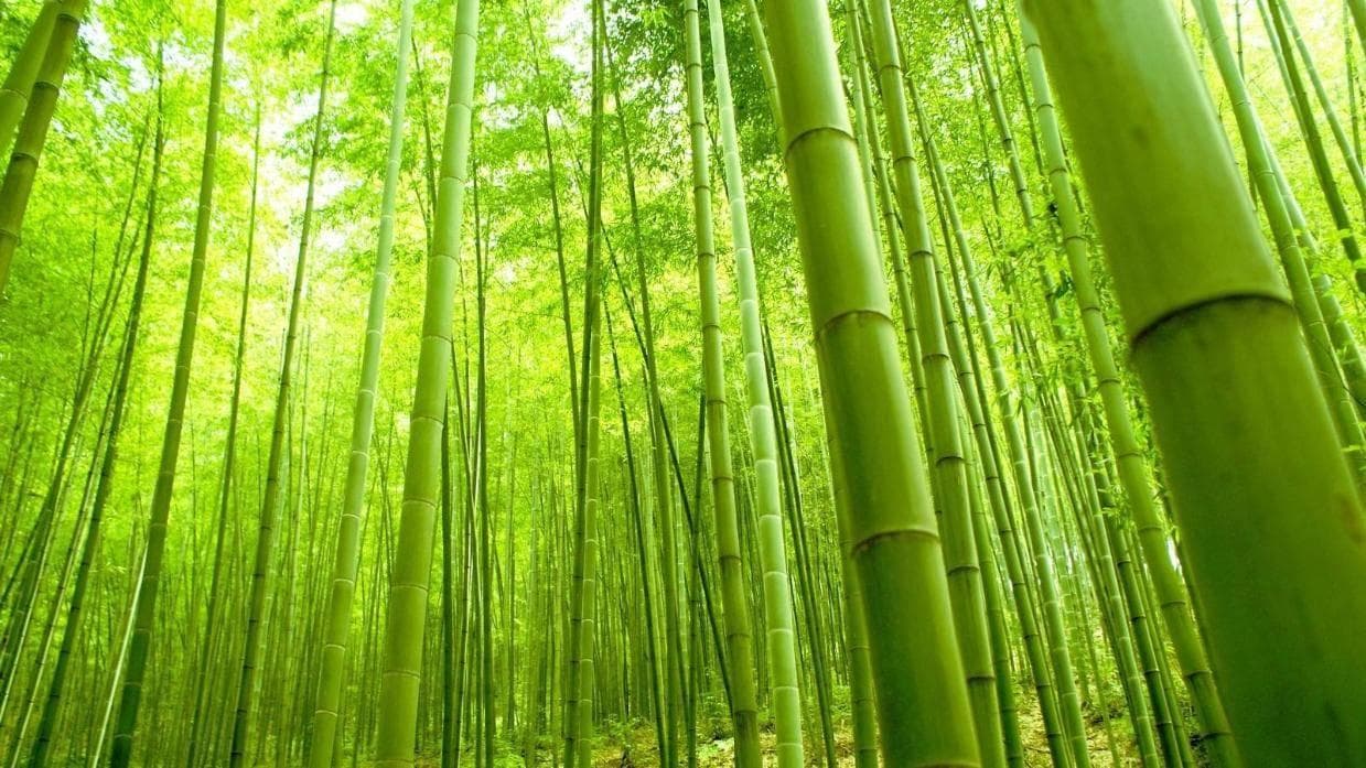 "竹影婆娑：吕文扬笔下的竹子生态探秘"