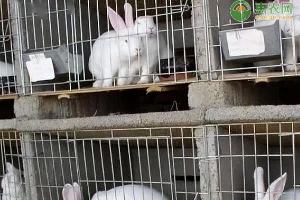 肉兔养殖技巧和方法