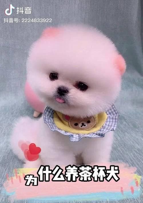 茶杯犬的魅力与价格（了解茶杯犬的种类及购买成本，为你做决策）