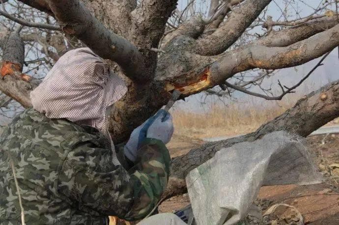 苹果树当前如何防治病虫害？