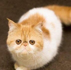 刚买回来的小猫咪怎么养