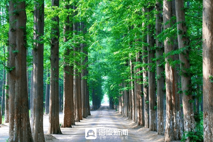 日照山海天发展新韵：森林公园的生态保护与文旅新生
