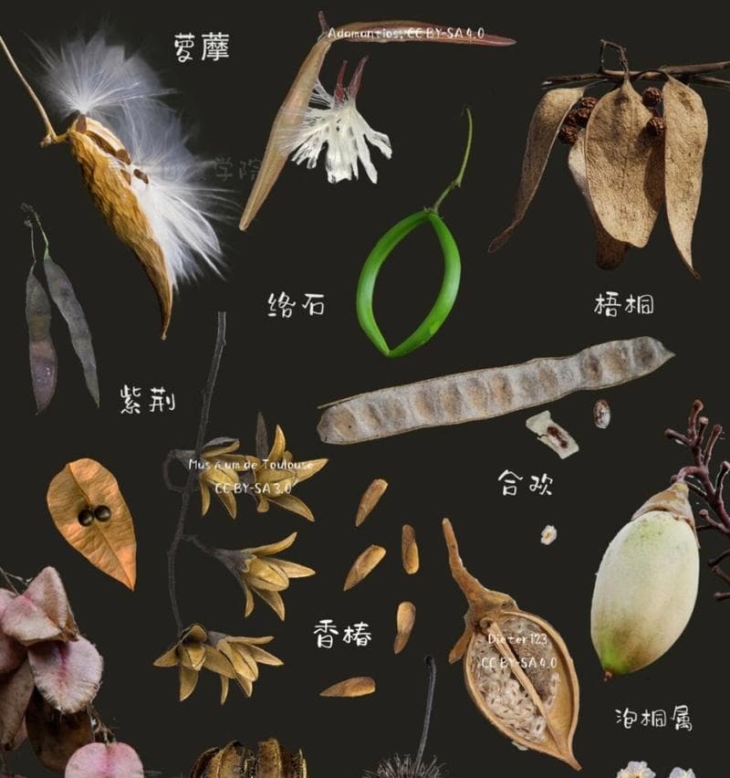 哪些植物具有高效的种子传播能力？它们的传播机制是什么？
