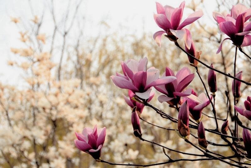 玉兰花的花语：从纯洁无瑕到友谊长存