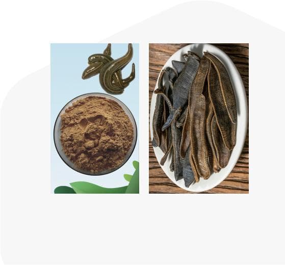 科技助力传统中药创新，水蛭冻干粉展现多领域价值