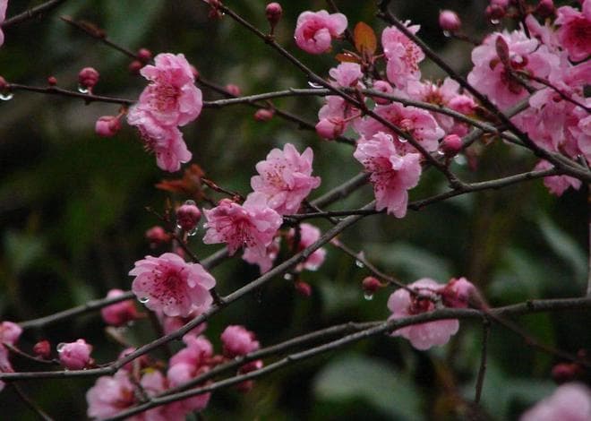 梅花生长在什么地方