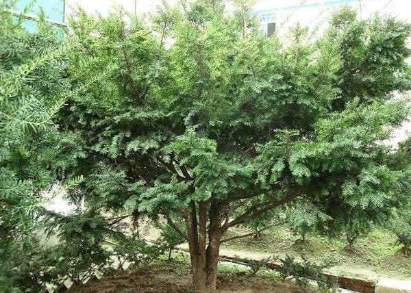 红豆杉的种植方法和时间