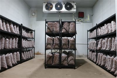 突破保鲜难题：新技术让鲜核桃实现周年供应