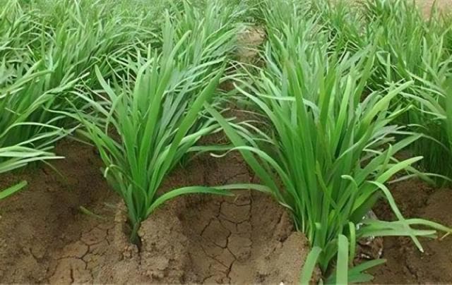 韭菜种植和管理的方法 韭菜栽培技术要点