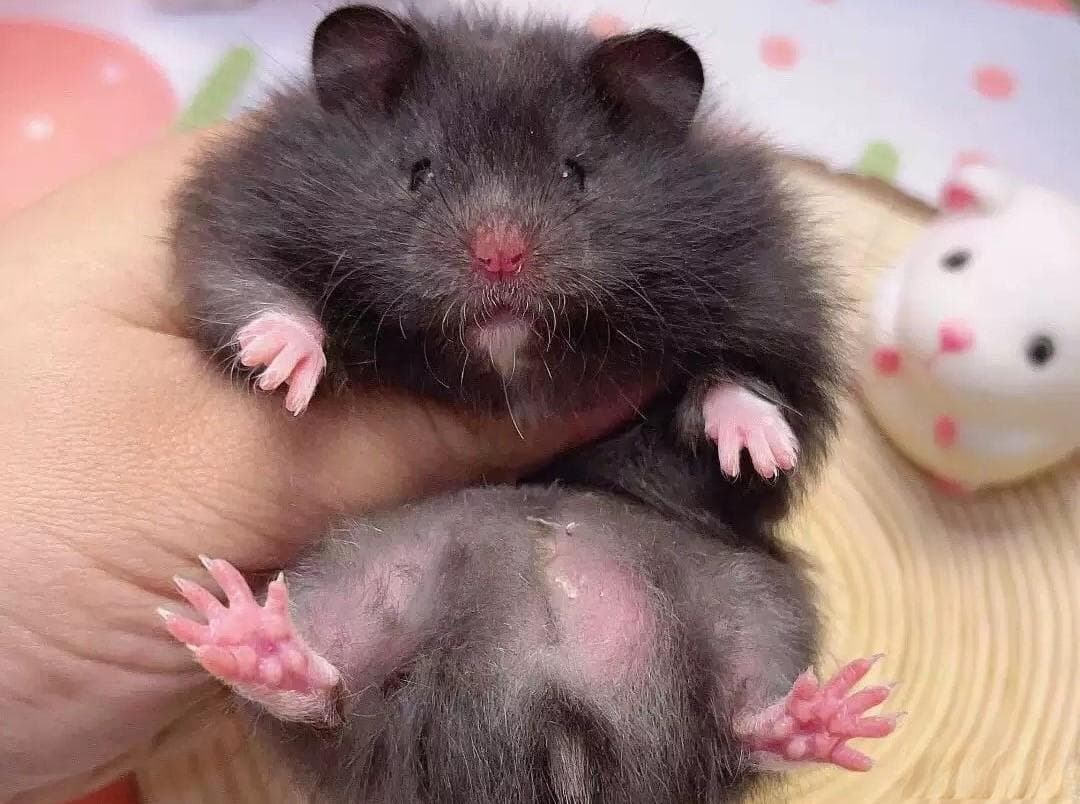 保姆式教学！新手从0开始养仓鼠🐹 [入门篇]