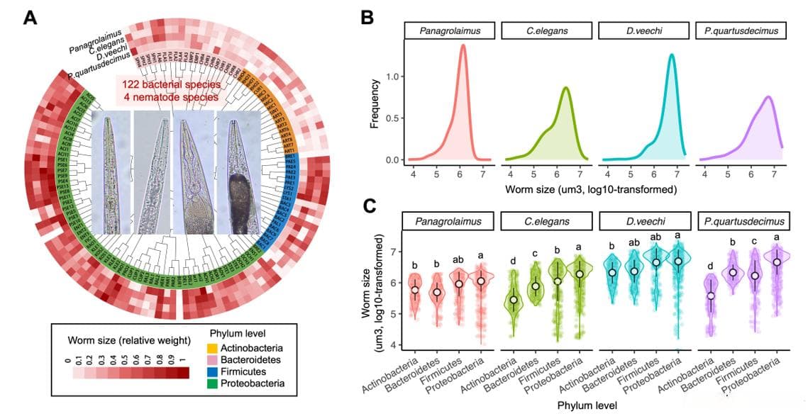 《PNAS》南京农业大学：微生物多样性塑造土壤动物体型大小的生态学机制