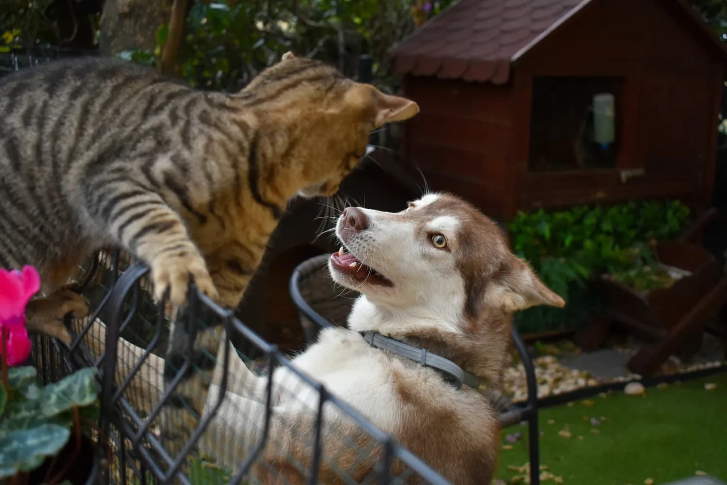 猫狗也能和平相处：专家解析冲突原因与解决之道