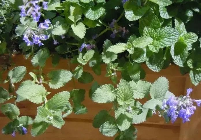 爱“香味”植物必看！养这 5种芳香植物，满院飘香！
