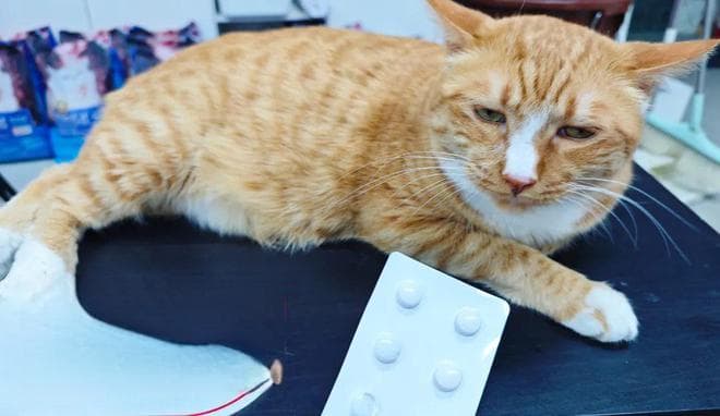 一片感冒药能毒死猫2次，这些药千万收好！
