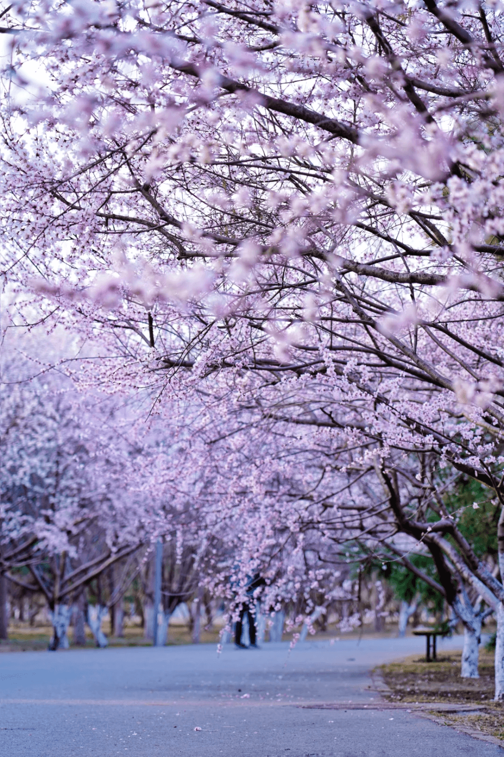 北京这些赏花踏青好去处，去了才知道有多惊艳——