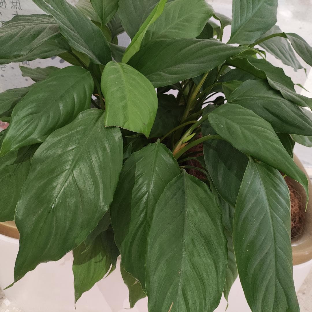 万年青盆栽：为家居环境注入生机与宁静
